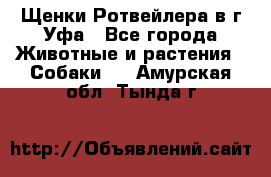 Щенки Ротвейлера в г.Уфа - Все города Животные и растения » Собаки   . Амурская обл.,Тында г.